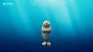 Морские Котики: Мы в восторге от котиков! 🌟 Лучшая подборка эпизодов