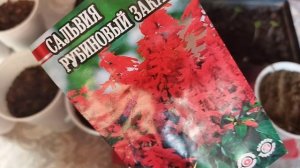Работа с рассадой томатов, перцев и цветов. Как правильно пикировать сальвию (шалфей)