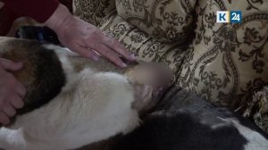 Местные жители рассказали подробности расстрела бездомных собак в Сочи