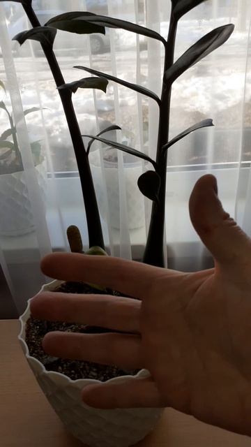 А вы видели как цветет цветок Замиокулькас (Евродерево)?