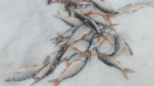 ЗИМНЯЯ РЫБАЛКА НА МОРМЫШКУ .РЕКА НАНК-ПЕХ.