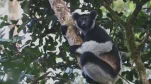 Мадагаскар - Жизнь на острове