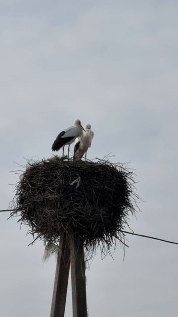Аисты на Псковщине