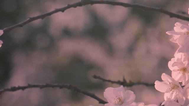 Chillout Mix 🌼  плавные ритмы, которые делают утро расслабленным и продуктивным