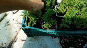 Туя Даника | Максимов Авито