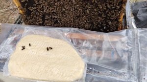 Как спасти семью пчёл если она погибла.