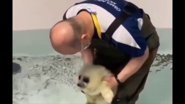 Детеныш тюленя и вода