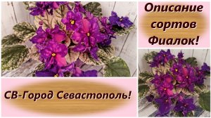 Описание сортов Фиалок! СВ-Город Севастополь!