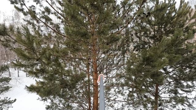 Пытаюсь покормить сову