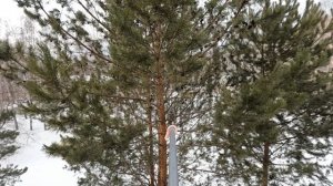 Пытаюсь покормить сову