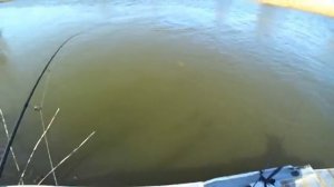 ПЕРВАЯ РЫБАЛКА НА САЗАНА. БЕШЕНЫЙ КЛЁВ НА ДОНКУ. ПОЛНАЯ ЛОДКА РЫБЫ. Вот это рыбалка!