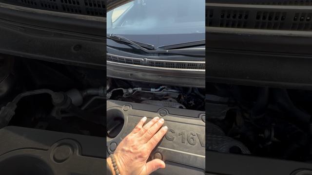 Отличный Церато