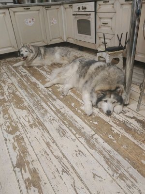 кормим и гуляем с 10 #хаски