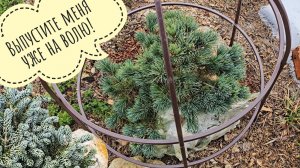 Как перезимовали ёлочки и сосны в бетонных кольцах? Оттаяли мои альпийские кучки