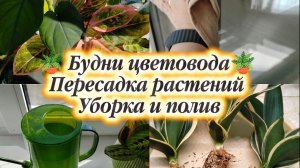 Будни цветовода. Уборка, полив, пересадка растений