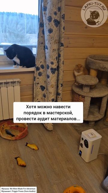 У кота-босса Тайсона работают все и всегда 🤣

#лапкитут #котбосс #рабочиебудни #важныйдень #команда