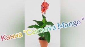 Канна из семян