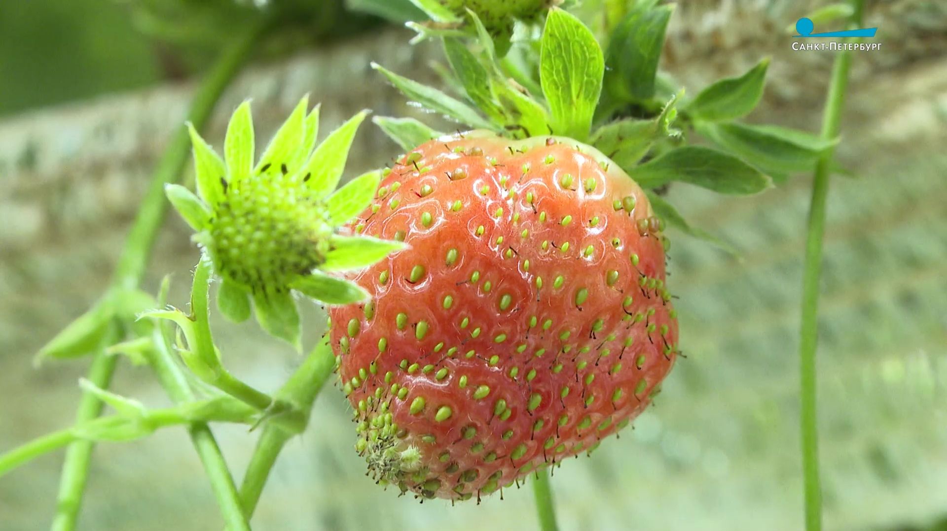 Ягоды круглый год. Клубничная ферма в сердце Северной столицы