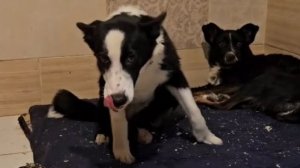 Привет от Снежки - Варечкиной компаньонши)))