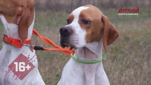 Охота в Беларуси. На куропатку с легавыми.