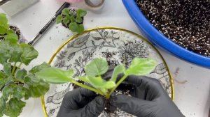 Большая пересадка фиалок-Болталка 8 за 26.03.26