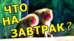 УЛЫБНИСЬ! ЗАРЯЖАЕМСЯ ВИТАМИНАМИ И ПОЗИТИВОМ ВМЕСТЕ С ОБЕЗЬЯНКАМИ! ДОБРОГО УТРА И ПРОДУКТИВНОГО ДНЯ!