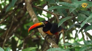 День птиц. Промо. Канал В Мире Животных