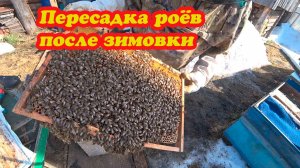 ПЕРЕСАЖИВАЮ ДВА РОЯ ПОСЛЕ ЗИМОВКИ ИЗ ЛОВУШЕК.