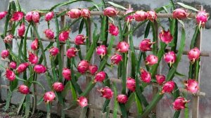 Как я выращиваю суперкрасный драконий фрукт, о котором мало кто знает — суперсладкий фрукт