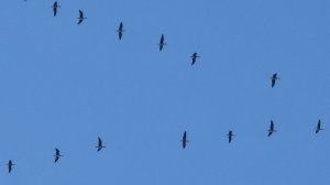 Первые гуси