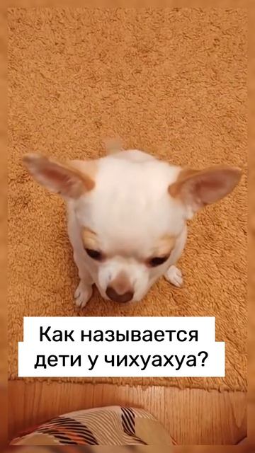 Как? #прикол #собака #чихуахуа #щенок #юмор #shortvideo #shorts #short #video #dog #смех #смешно