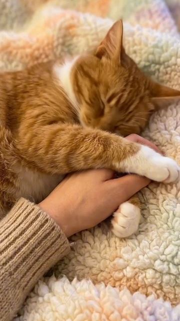 "Ты думал, я просто кот? Я твой личный пушистый антидепрессант"