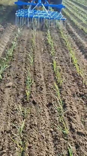 Штригельная борона для чеснока ТМЗ РЕСУРС. 2026 год !