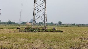 Рисовые поля!