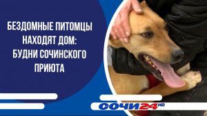 Бездомные питомцы находят дом: будни сочинского приюта