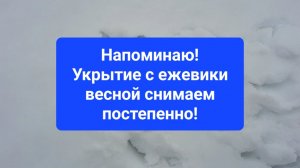 Весной укрытие с ежевики убираем поэтапно . 26-03-26