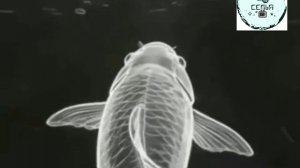 МЕТОД ЩУКИ НАУЧНЫЕ ИСПЫТАНИЯ