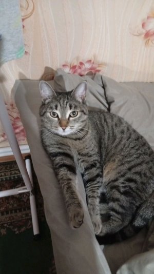 кошка не рада вы не подписывайтесь на меня 😡😭😭😭😭😭