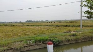 Буйволы в рисовых полях!