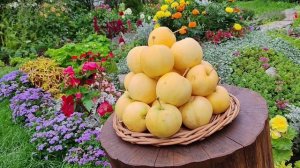 Уральское наливное