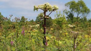Забытые съедобные растения наших пра, прабабушек и пра,прадедушек.