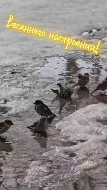 26-03-2026 Весна !😊