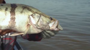 "КИНОТЕАТР РЫБОЛОВА" Амурская рыбалка на джиг.