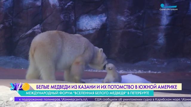 Белый медвежонок Нур и её родители в бразильском зоопарке