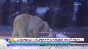 Белый медвежонок Нур и её родители в бразильском зоопарке