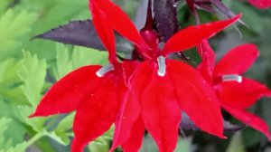 Лобелия прекрасная (Русская Принцесса)