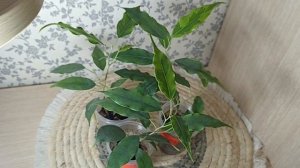 Излишки Почтой