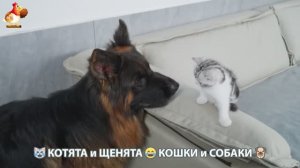 Котята и щенята 🐈🐶 Кошки и собаки 🤗 Про животных (5)