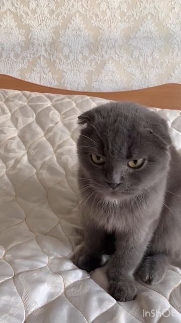 Плохой характер 😻