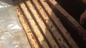 Зимовка карники на воле , без осмотров и дотаций .